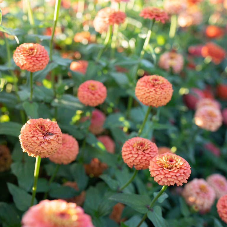 Oklahoma Salmon Zinnia Seeds - 100+ Seeds - Soft Salmon-Pink Blooms - Zinnia elegans - Ideal for Cut Flower Gardens