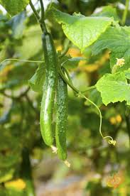 Cucumber Seeds - 10 Heirloom Chinese Snake Curved - Cucumis sativus - Long Crisp, High Yield, Heat Tolerant for Garden & Trellis