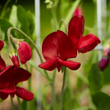 50+ Sweet Pea Seeds - Elegance Deep Red, Lathyrus odoratus, Fragrant Climbing Vines for Trellises, Garden Planting