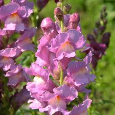 Snapdragon Seeds - 1000+ Liberty Lilac Blooms - Antirrhinum majus - Soft Lilac Cut Flowers for Garden & Pollinators
