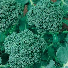 Broccoli Seeds 1g Waltham 29 Heirloom Cold-Hardy Brassica oleracea | Tender Florets & Nutrient-Rich Harvest for Planting