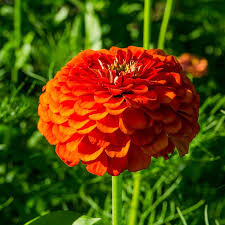 Orange King Zinnia Seeds - Non-GMO Burnt Orange Cut Flowers, Attracts Pollinators, Zinnia elegans, USDA Zones 1-10