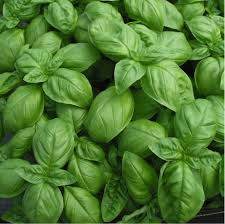 25 Seeds Sweet Basil Herb | Aromatic Culinary Plant for Pesto & Salads | Ocimum basilicum | Easy to Grow, Heirloom Variety