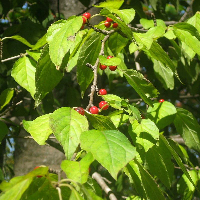 500 mg Ilex Montana Seeds - Mountain Holly for Planting | Native Shrub for Gardens & Wildlife Habitat