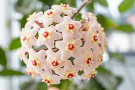 Hoya Carnosa 'Snow Ball' Cutting 4 Inch Pot | Easy Care Indoor Plant | Fragrant Wax Flowers | Hoya carnosa
