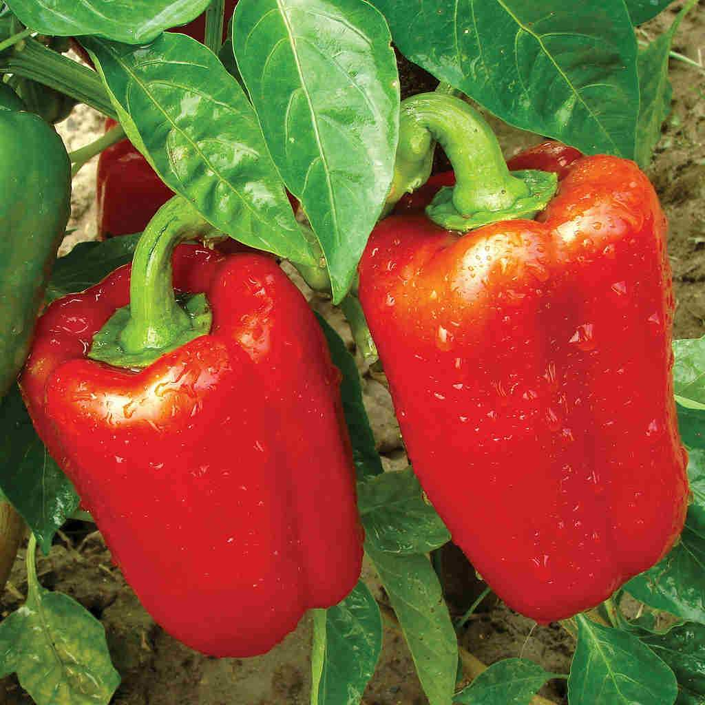 Sweet Bell Pepper Seeds 300mg - California Wonder 300 Heirloom, Crisp & Sweet, High Yield, Capsicum annuum for Garden & Containers