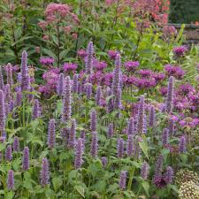 1,000 Anise Hyssop Seeds - Non-GMO Fragrant Pollinator Herb - Agastache foeniculum - Edible Tea & Culinary Use