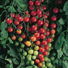 Supersweet 100 Tomato Seeds | Non-GMO Cherry Tomatoes | Sweet Flavor | Solanum Lycopersicum | F1 Hybrid, 65 Days to Maturity