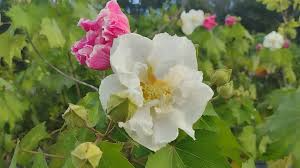 Tri-color Confederate Rose Plant - Hardy Perennial Shrub, Pink White Red Blooms, Hibiscus mutabilis, Rooted for Garden