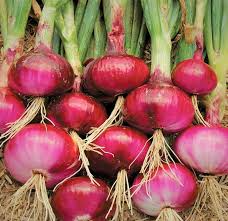 200 Red Burgundy Onion Seeds – Heirloom Variety, Mild & Sweet Flavor, High Yield, Non-GMO – Allium cepa