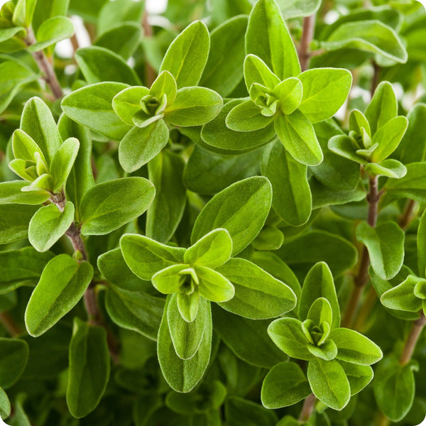 Marjoram Seeds 100mg | Sweet Herb, Aromatic, Non-GMO, Perennial, Culinary Delight | Origanum majorana