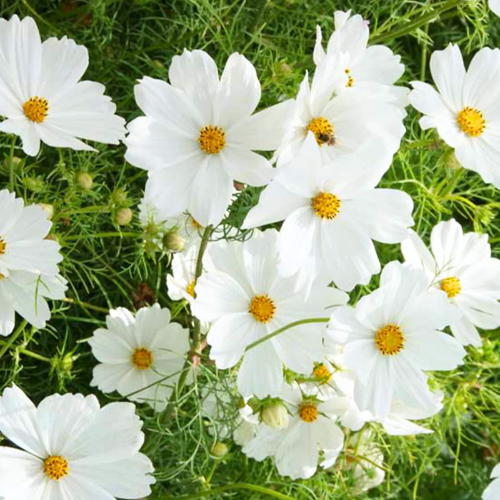 Cosmos Seeds 1g - Purity White Blooms, Annual Wildflower, Pollinator Friendly, Cosmos bipinnatus