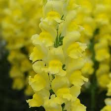 1000+ Snapdragon Seeds - Potomac Yellow - Bright Yellow Blooms for Garden Planting & Cut Flowers - Antirrhinum majus
