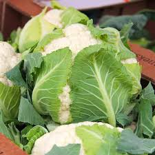 Cauliflower Seeds 500mg Snowball Y Improved Heirloom Brassica oleracea, Cold Hardy, High Yield, Compact for Gardens & Containers