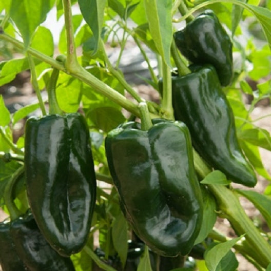 Ancho Poblano Hot Pepper Seeds 250mg - Capsicum annuum - Mild Heat, Large Peppers for Stuffing & Roasting - Great for Mexican Dishes