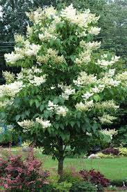 Japanese Lilac Tree Live Bare Root Plant 12"-14" Syringa reticulata Hardy Ornamental Tree Fragrant Creamy-White Flowers Zones 3-7