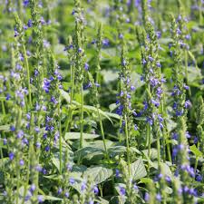 Chia Seeds 750 Count - Nutrient-Packed Superfood Herb (Salvia hispanica) - Pollinator-Friendly, Drought-Tolerant Garden Plant