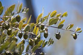 Jojoba Seeds - 5 Seeds for Planting - Drought-Tolerant Shrub - Simmondsia chinensis - Ideal for Arid Gardens and Xeriscaping