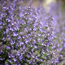 200 Seeds Catmint Lavender Blue Heirloom Non-GMO Nepeta faassenii Aromatic Herb Pollinator-Friendly Low Maintenance Plant