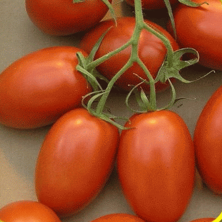 Roma Tomato Seeds | Heirloom Non-GMO | Disease-Resistant | Solanum lycopersicum | Perfect for Canning & Sauces