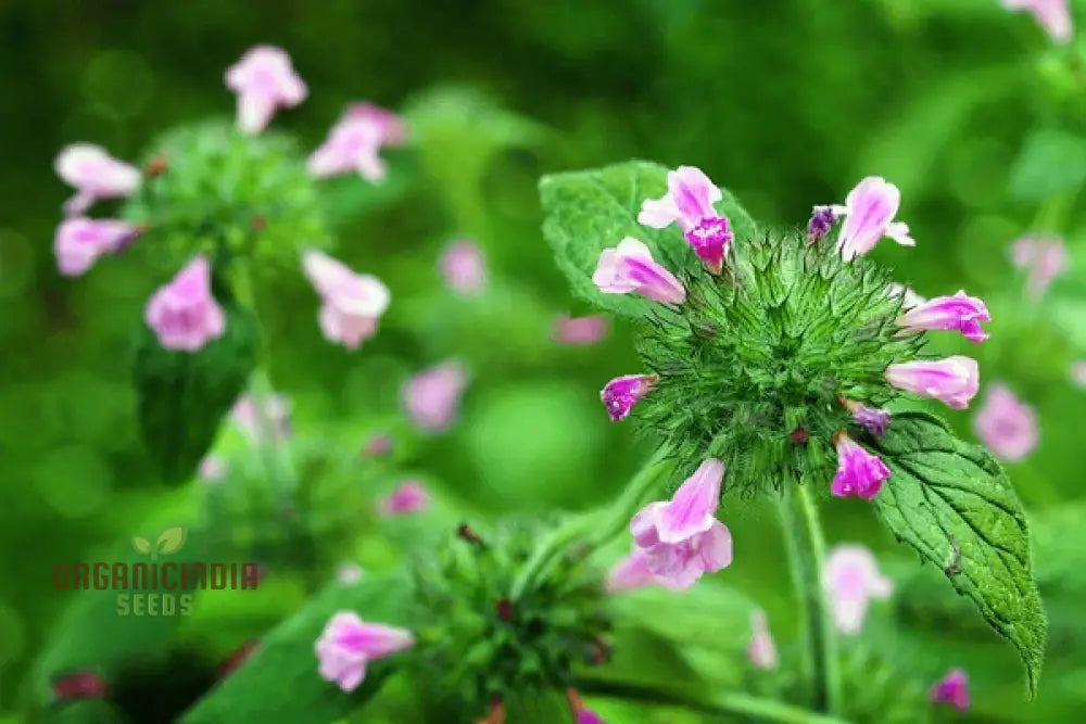 Florida Calamint Seeds | 25 Premium Seeds | Fragrant Perennial Herb for Pollinators | Clinopodium dentatum