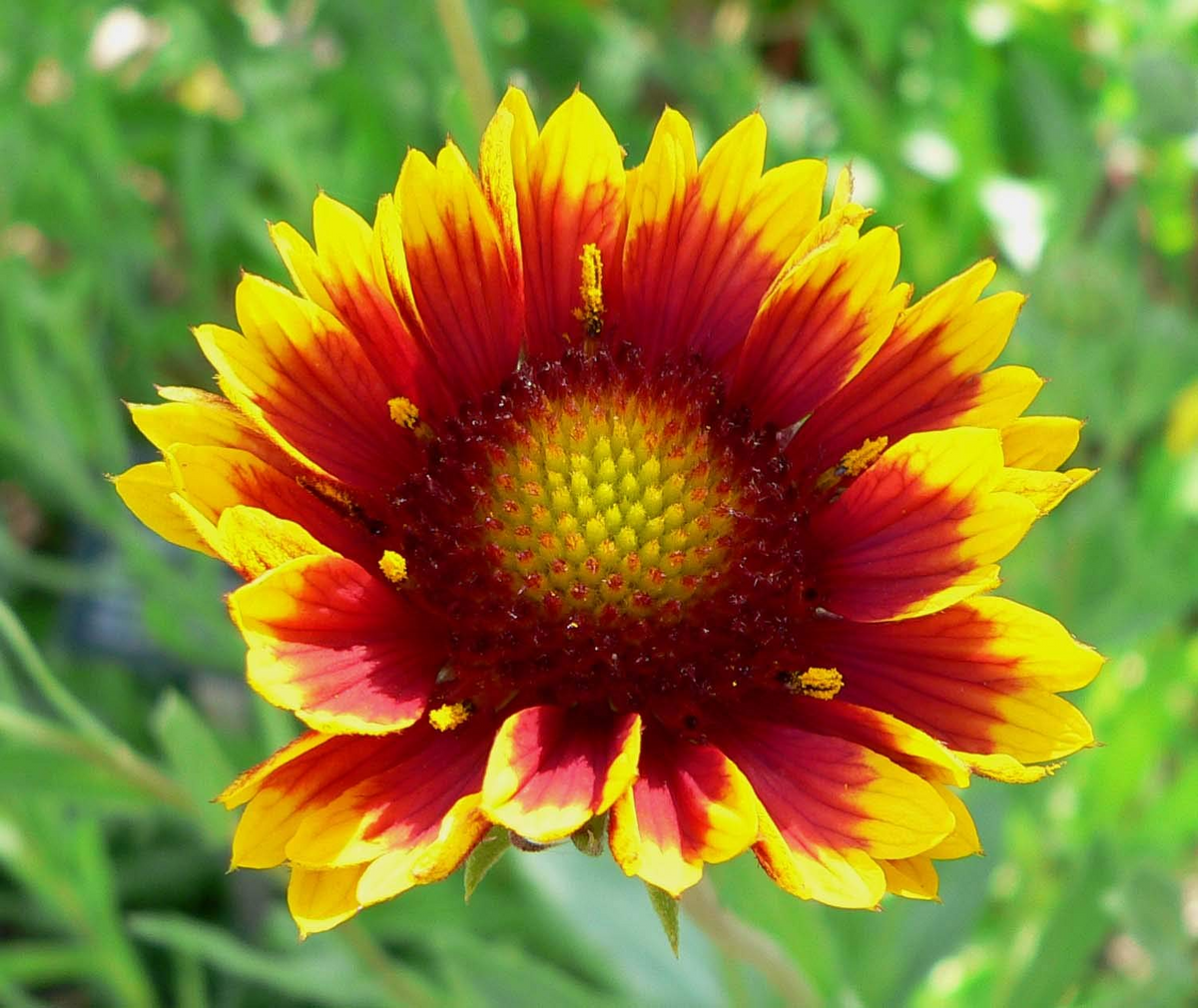 200 Indian Blanket Flower Seeds - Gaillardia pulchella - Heirloom Non-GMO - Easy Care Wildflower for Meadows & Pollinators