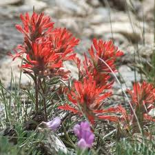 Northwestern Indian Paintbrush Seeds - 300 Seeds, Red-Orange Wildflower, Pollinator-Friendly, Castilleja angustifolia v. dubia