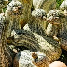 Cushaw Green Striped Pumpkin Seeds 20 lbs, Heirloom Cucurbita Pepo, Non-GMO, Sweet Flesh, Ideal for Cooking & Decoration