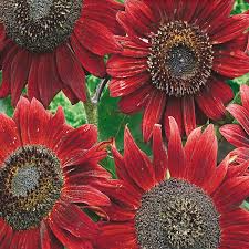 1 Gram Velvet Queen Sunflower Seeds | Rusty-Red Blooms | Ornamental Sunflowers for Gardens & Wildlife | Helianthus annuus
