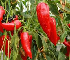 Giant Marconi Red Sweet Pepper Seeds - 250mg - Capsicum annuum - Award-Winning, High Yield, Sweet & Tender for Gardens & Containers