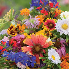 500 Wildflower Seeds - Blue Ribbon Mix, Heirloom Non-GMO Pollinator Blend, Perennials & Annuals, Eco-Friendly Garden Mix