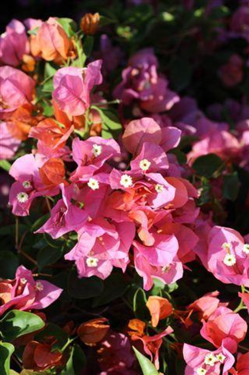 Rosenka Bougainvillea Starter Plant | Well-Rooted Plug | Colorful Evergreen Vine | Bougainvillea spp. | USDA Zones 9+