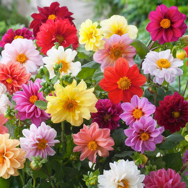 Bedding Dahlia Seeds | Non-GMO Semi-Double Blooms | Vibrant Colors | Dahlia variabilis | Pollinator-Friendly | Zones 2-10