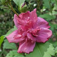 Live Double Red Althea Rose of Sharon Starter Plant | 1/2-1 ft Bare Root Hibiscus | Fast-Growing, Low Maintenance | Hibiscus syriacus