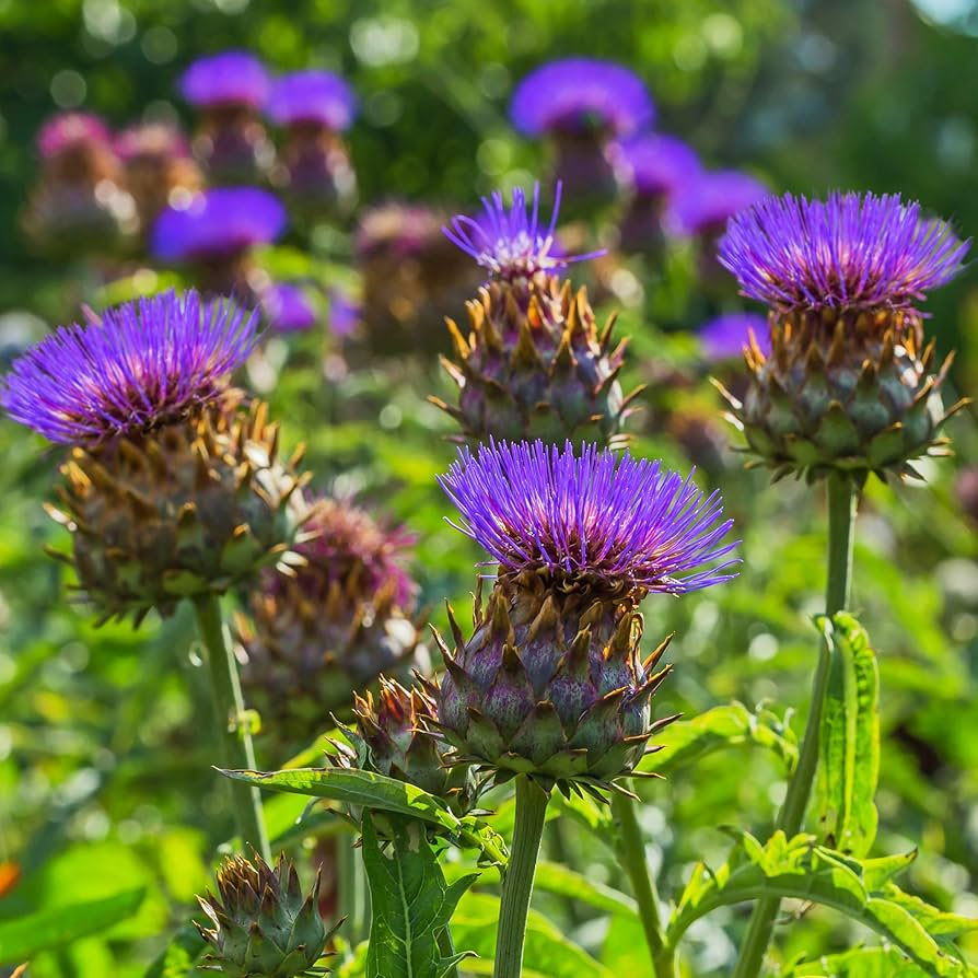 15 Seeds Cardoon, Edible Ornamental Perennial, Cynara Cardunculus, Artichoke Flavor, Silvery-Green Foliage, Purple Flowers