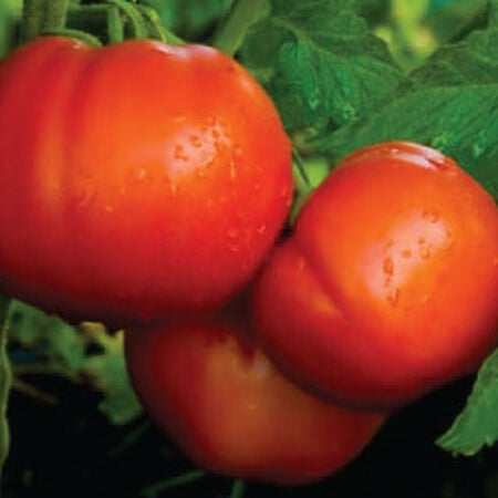 Celebrity Tomato Seeds | F1 Hybrid | Non-GMO, Disease Resistant, 7-8 oz Fruit | Solanum lycopersicum | USDA Zones 3-10