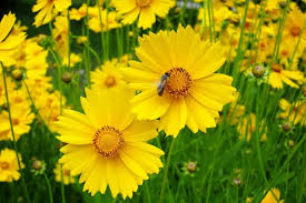 Coreopsis Lance-Leaved Dwarf Seeds 100mg - Native Yellow Wildflower, Compact Perennial (Coreopsis lanceolata) - Pollinator Friendly