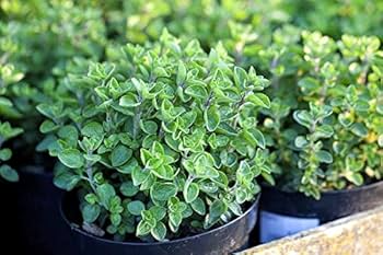 250 Italian Oregano Herb Seeds - Heirloom, Aromatic, Perennial - Origanum vulgare for Cooking, Pizzas, and Sauces