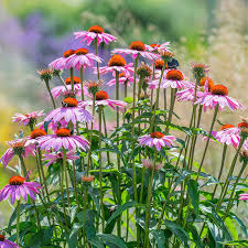 400 Seeds Purple Coneflower Echinacea purpurea Perennial Flower for Pollinators Drought-Tolerant Wildflower Seeds