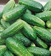 Bush Pickle Cucumber Seeds | F1 Hybrid, Non-GMO | Compact, 4-5 Inch Fruit | Cucumis sativus | Fast-Growing, Container-Friendly