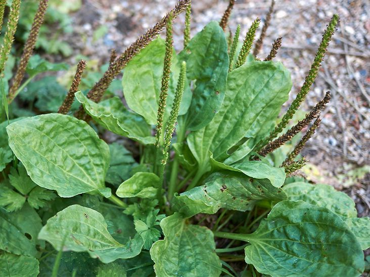 Broadleaf Plantain Plants - 2 Bare Root Live Plants - Easy Care Herb - Plantago Major - Hardy Perennial for Gardens