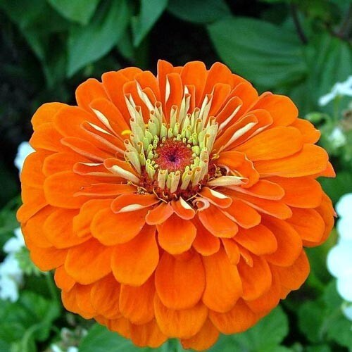 Orange King Zinnia Seeds - Vibrant Orange Blooms (Zinnia elegans) for Summer Gardens, Pollinator-Friendly, Easy to Grow