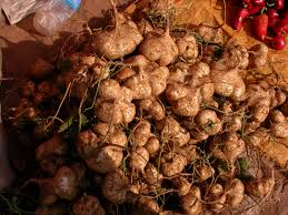 40 Jicama Seeds - Mexican Yam Bean - Non-GMO Tuber Vegetable (Pachyrhizus erosus) for Garden or Farm Planting