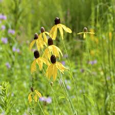 150 Seeds Prairie Coneflower Ratibida columnifera Native Wildflower for Pollinator Gardens & Meadows