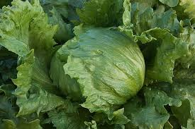 Iceberg Batavian Lettuce Seeds 1g - Heirloom, Crisp & Sweet, Heat Tolerant, High Yield, Lactuca sativa for Gardens & Containers