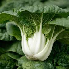Pak Choi Bok Choi Taisai Seeds - 500mg Heirloom Asian Greens, Fast Growing, Crisp Stems, Brassica rapa subsp. chinensis