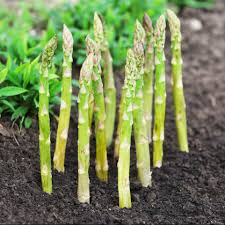 Asparagus Seeds 1g - Mary Washington Heirloom Variety, Tender Green Spears, Perennial High Yield - Asparagus officinalis