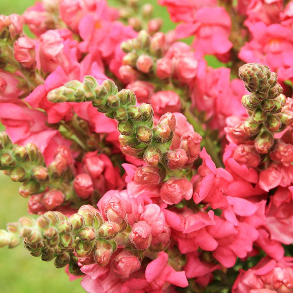 Snapdragon Seeds - 1000+ Potomac Cherry Rose - Antirrhinum majus - Vibrant Pink-Red Blooms for Garden & Cut Flowers