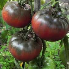 30 Black from Tula Tomato Seeds - Heirloom Beefsteak, High-Yielding, Smoky Flavor - Solanum lycopersicum
