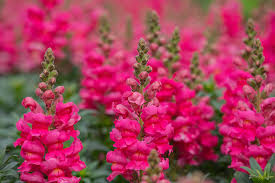 Snapdragon Seeds - 1000+ Liberty Rose - Soft Rose-Pink Blooms - Antirrhinum majus - Cut Flowers & Garden Plants